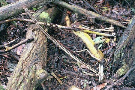 vic117a.jpg (67283 bytes)