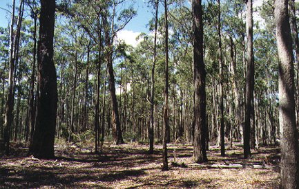 vic50a.jpg (60239 bytes)